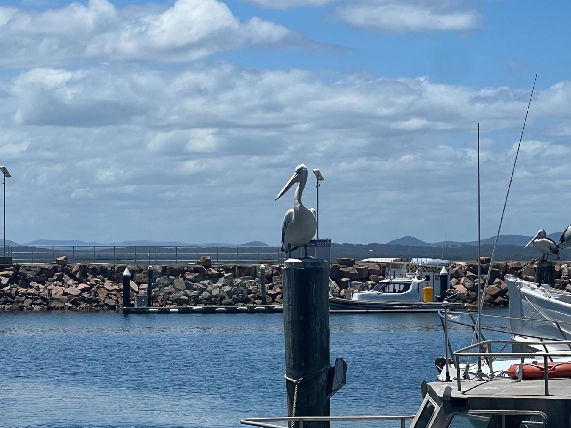 Foreshore Paradise Nelson Bay Bagian luar foto